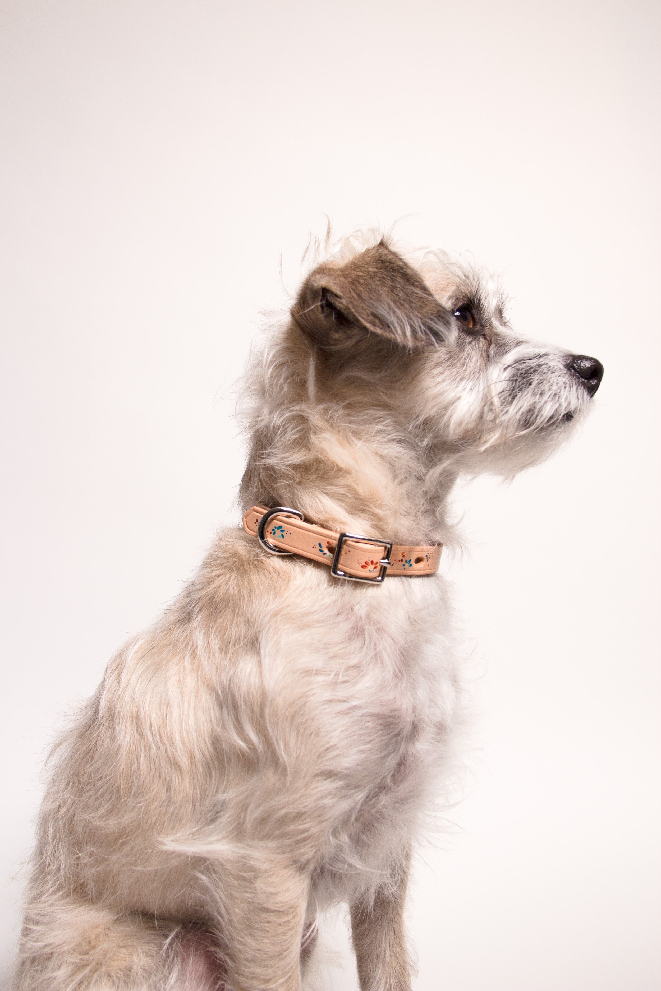 Hand Painted Leather Dog Collar